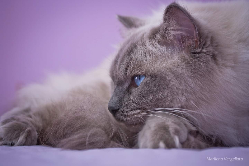 TIGER di Marilena