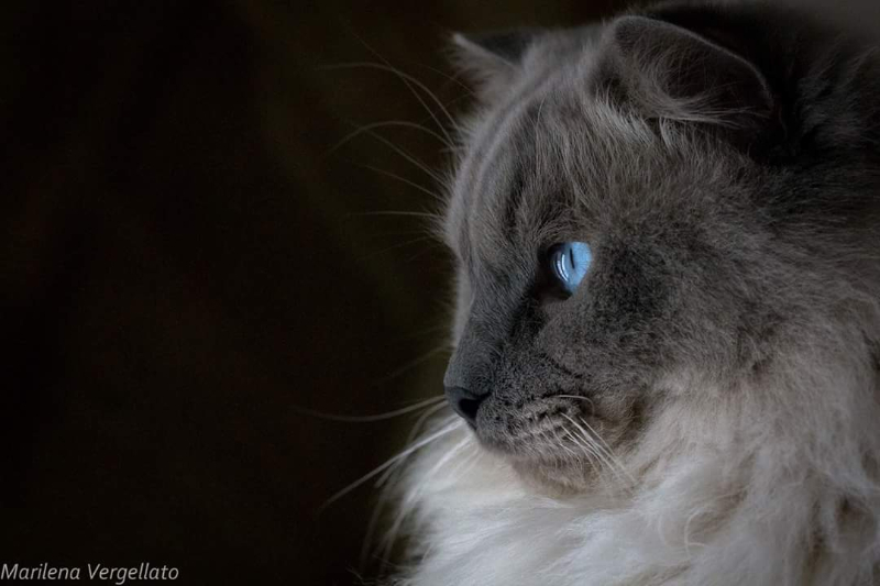 TIGER di Marilena