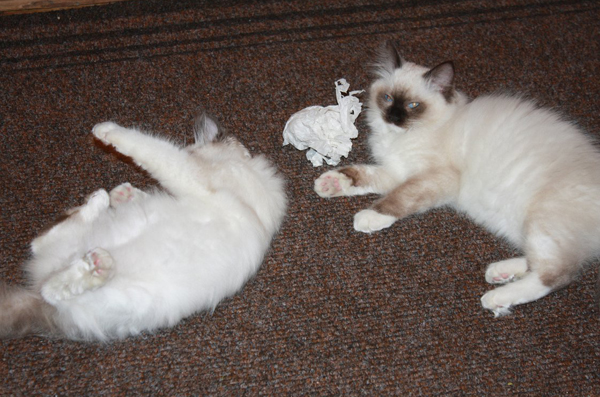TESS e THYAGO di Virginie