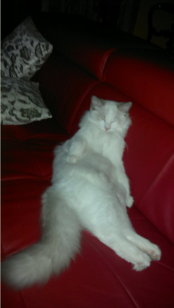 THUNDER\'S KING THOR di Barbara