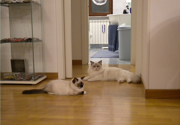 TOMMY LEE JONES e TAFFY di Stefania