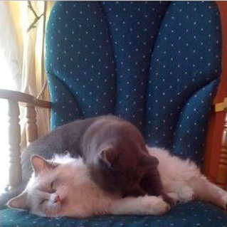 SOCRATE e LEO di Rosa