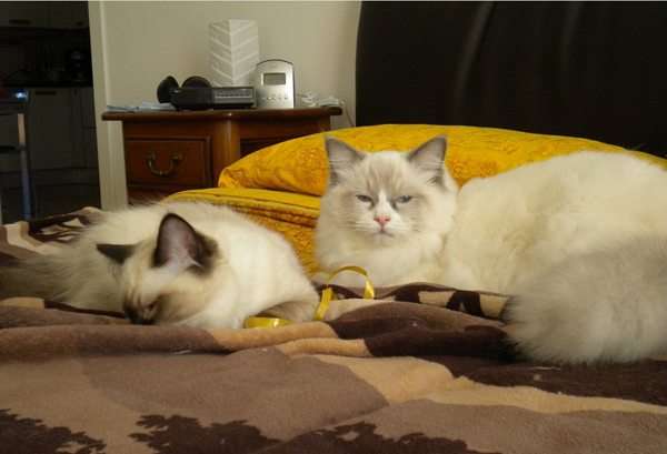 TOMMY LEE JONES e TAFFY di Stefania