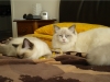 TOMMY LEE JONES e TAFFY di Stefania