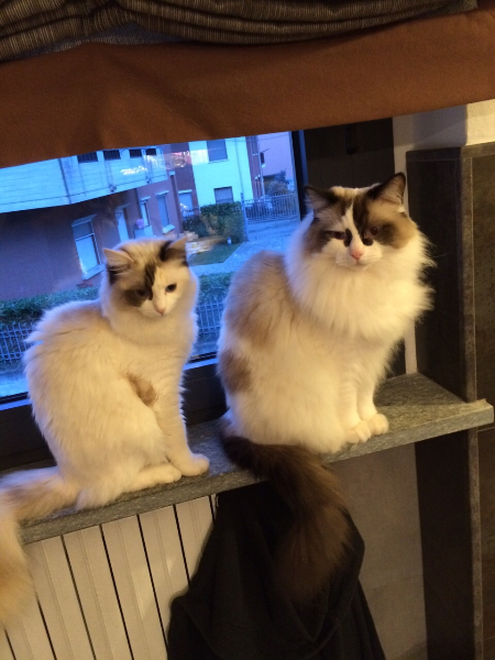 WENDY KITTY CAT E TONY MONTANA di Emanuela