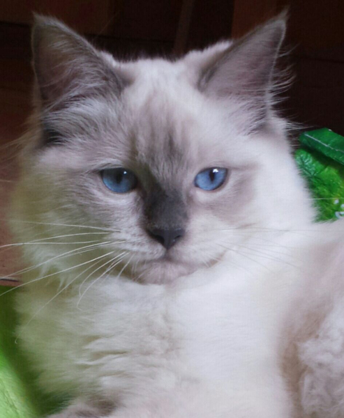 ZOE di Elisabetta