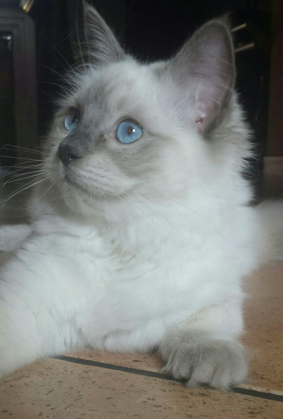 ZOE di Elisabetta