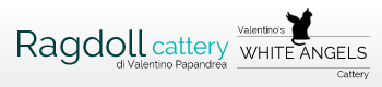 banner-allevamento-ragdoll-white-angels-cattery